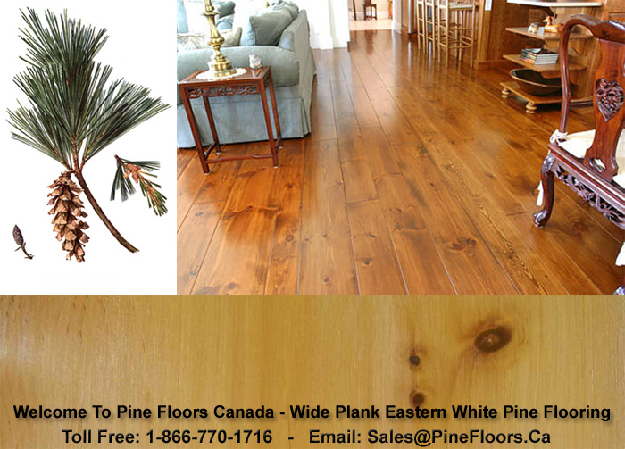 Wide Plank Pine Flooring In Canada, Wide Plank Hardwood Flooring Canada